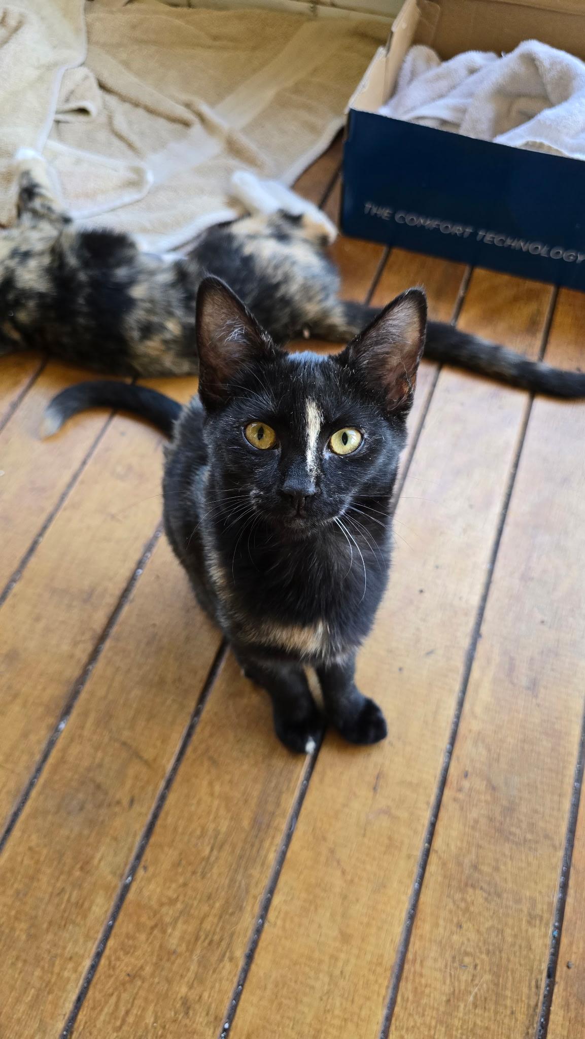Lil Bit, Adoptable, Kitten Female Domestic Short Hair.