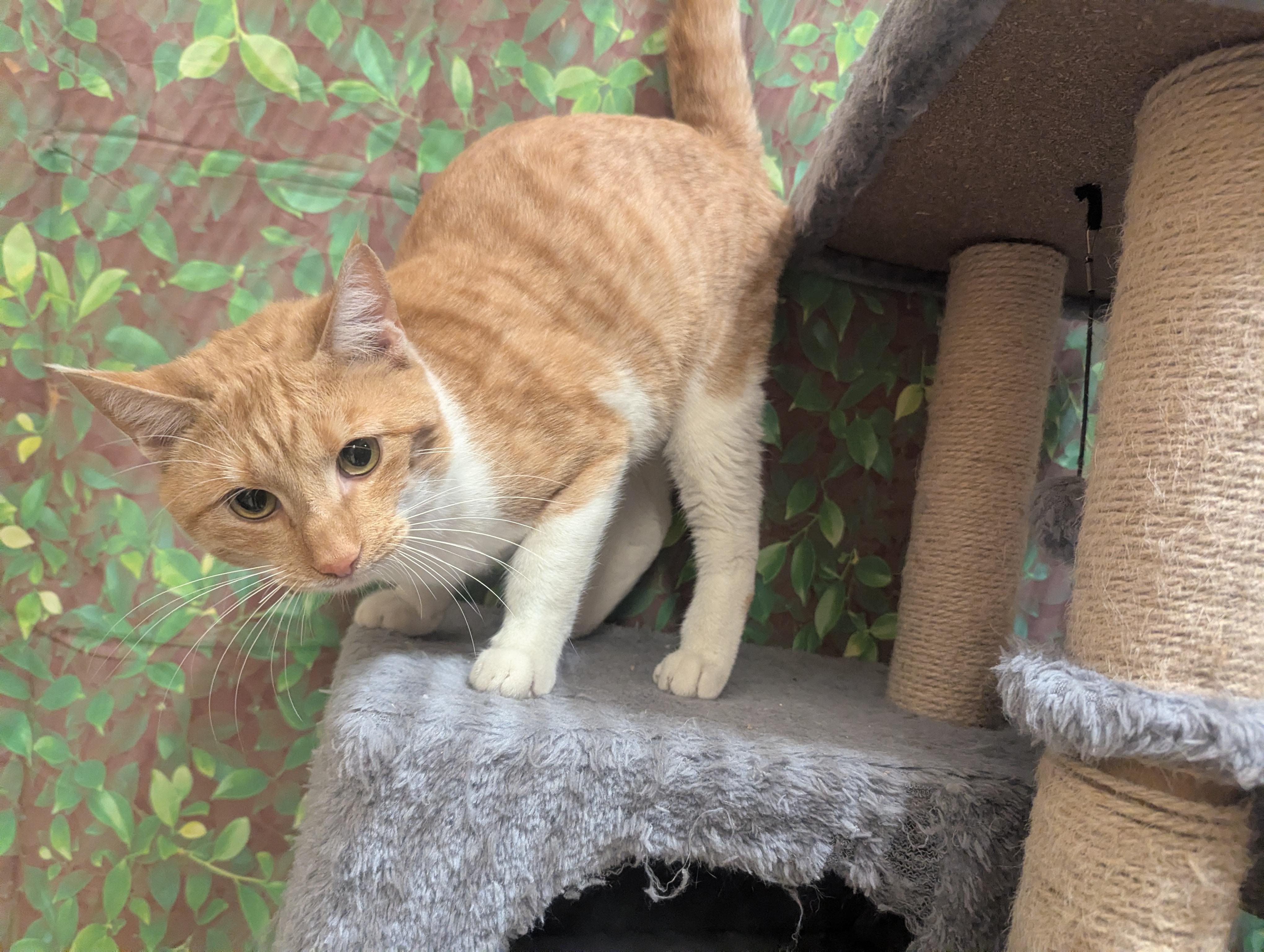 Linguine, Adoptable, Young Male Domestic Short Hair.