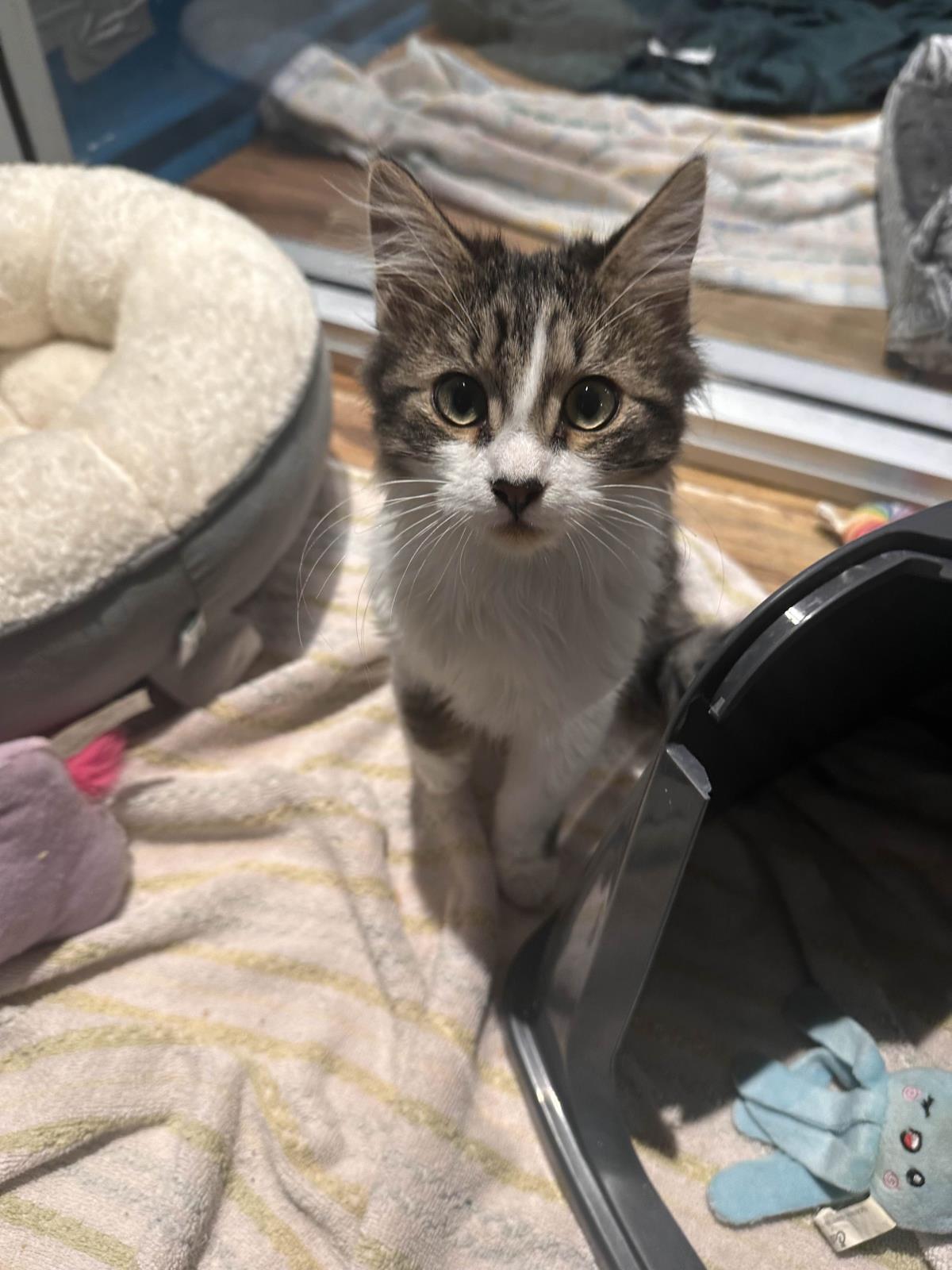 Agathon, Adoptable, Kitten Male Domestic Medium Hair.