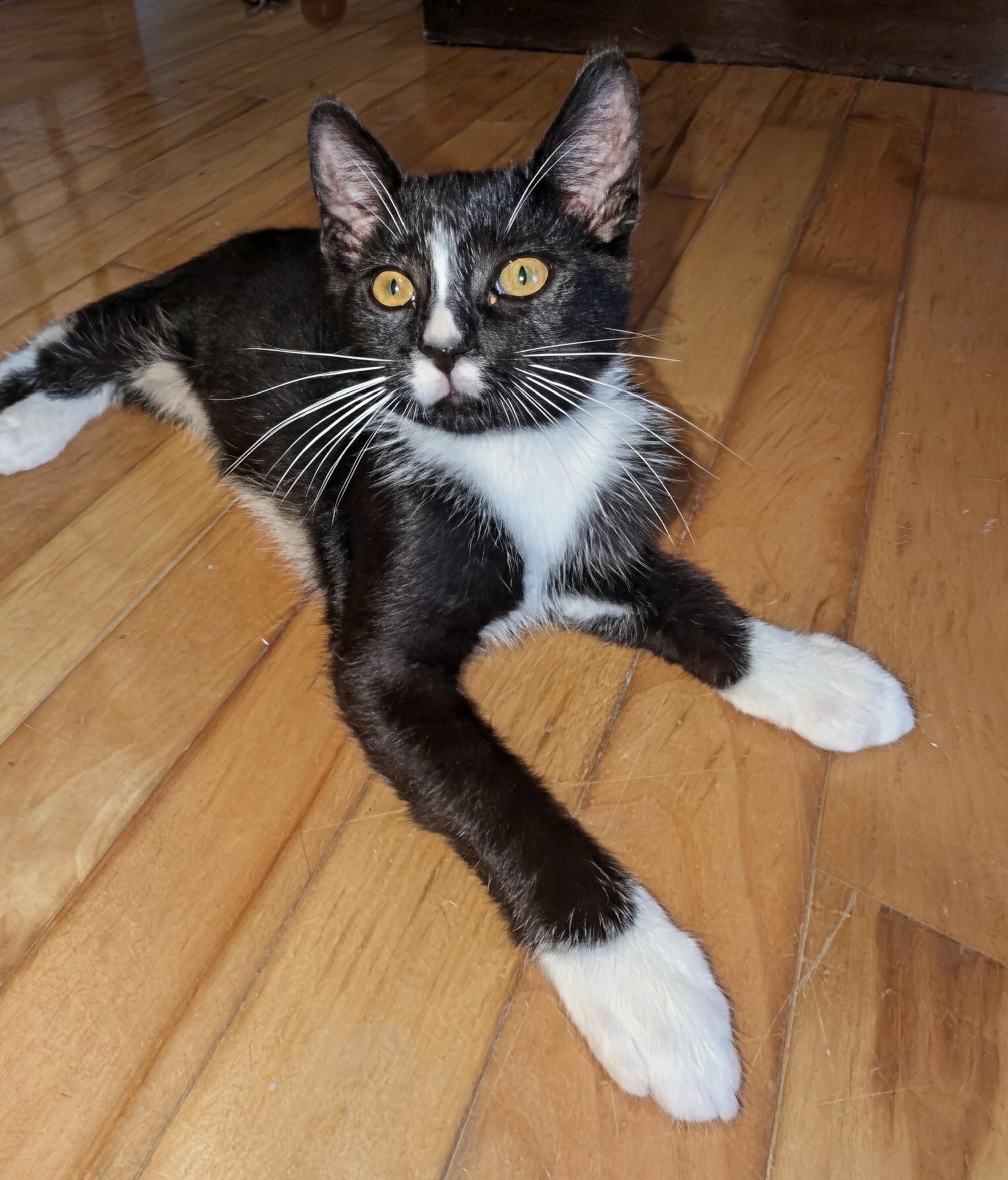 Enlarge Moustache, a Adoptable Domestic Short Hair in Wakefield, QC image 3/4