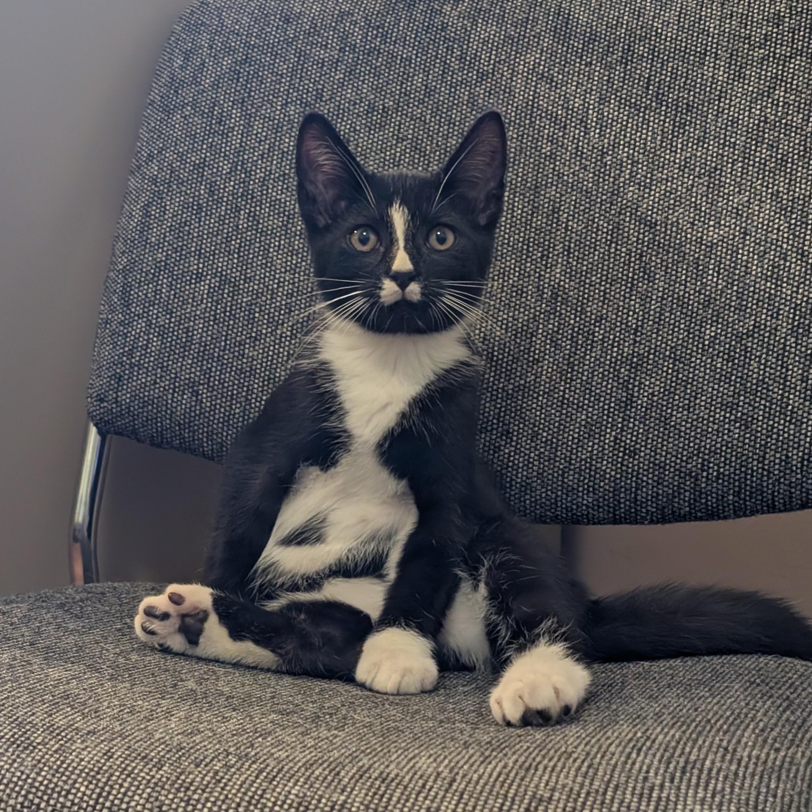 Moustache, Adoptable, Kitten Male Domestic Short Hair.