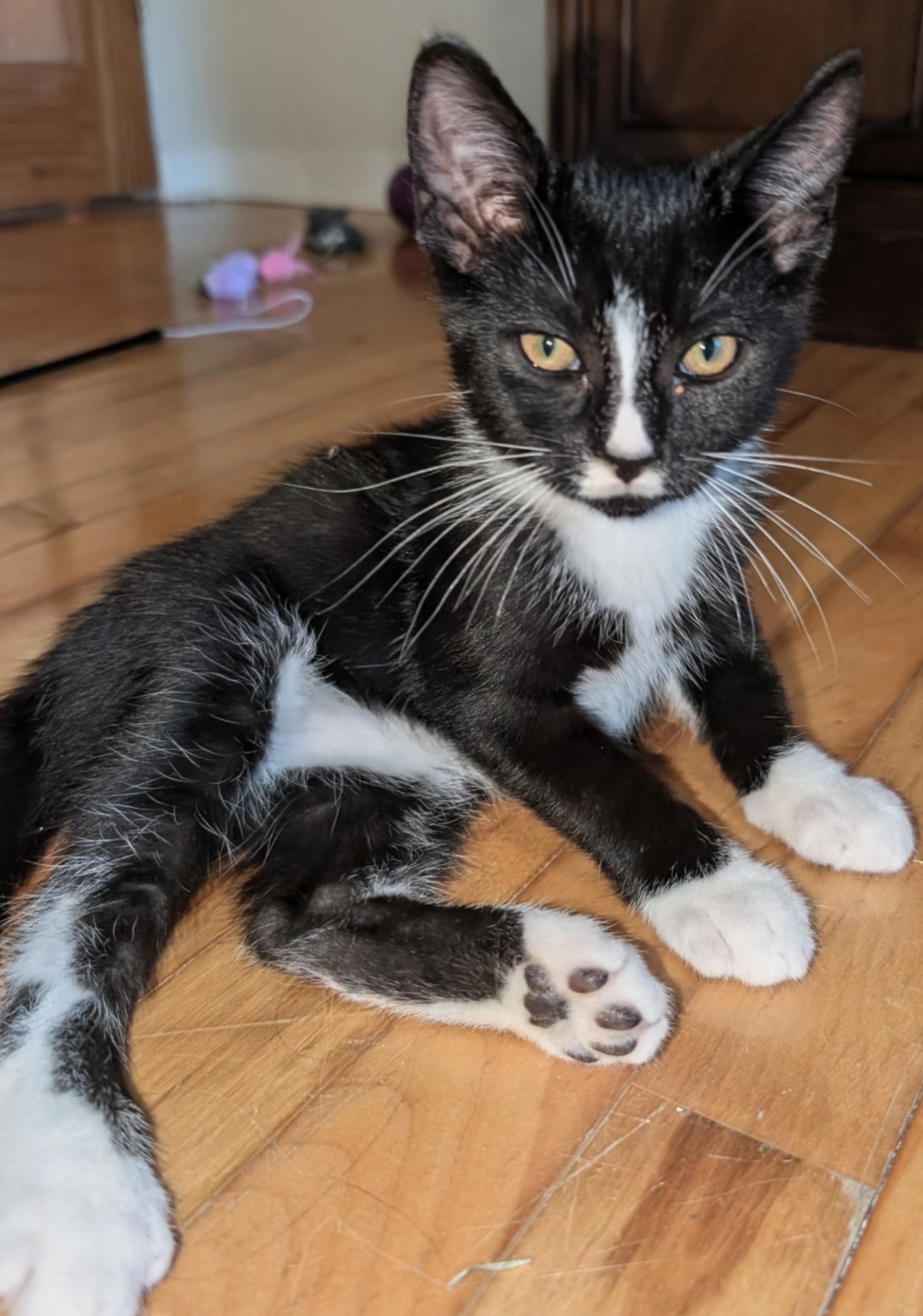 Enlarge Moustache, a Adoptable Domestic Short Hair in Wakefield, QC image 2/4