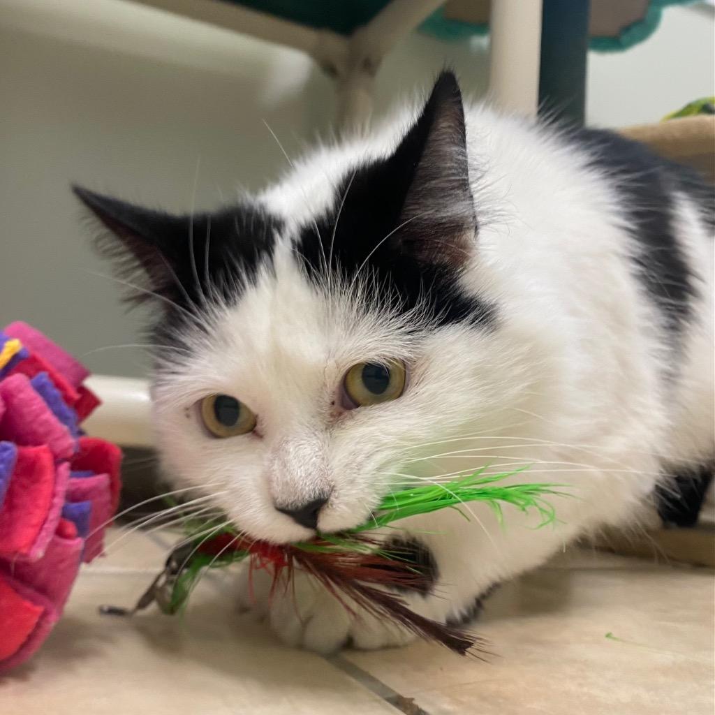Cloud, Adoptable, Adult Female Domestic Medium Hair.