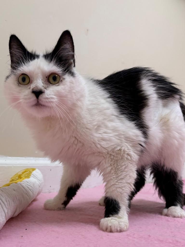 Cloud, Adoptable, Adult Female Domestic Medium Hair.