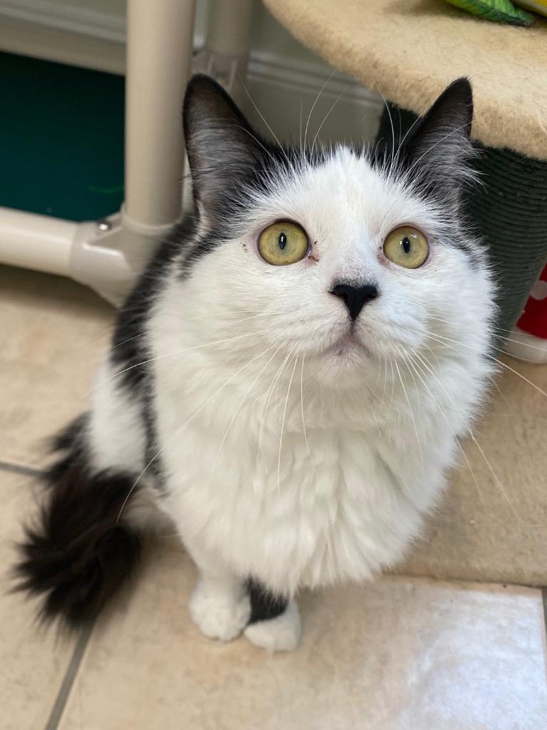 Enlarge Cloud, a Adoptable mixed breed in Fall River, MA image 2/6