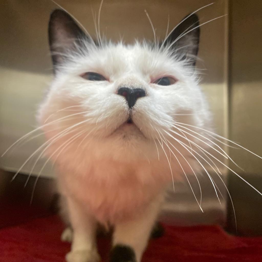 Cloud, a Adoptable mixed breed in Fall River, MA image 3/5