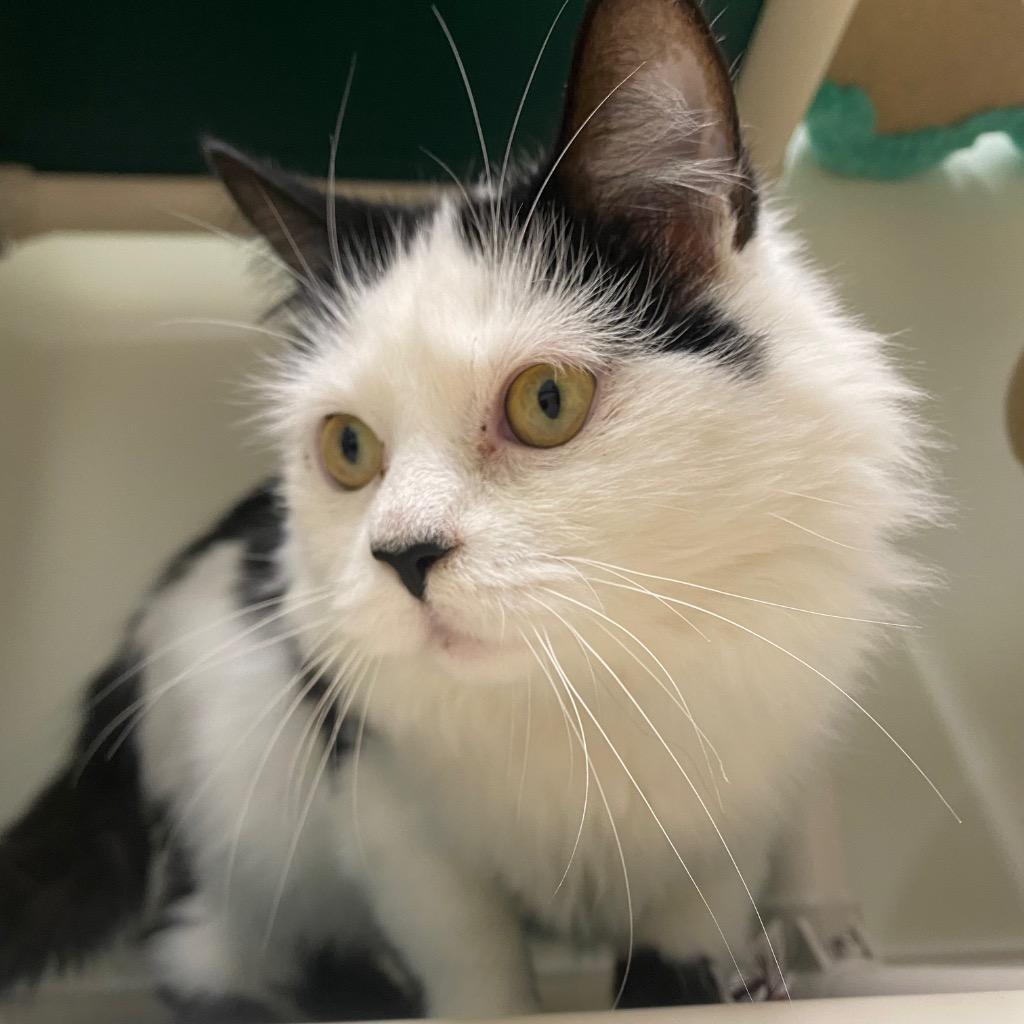 Enlarge Cloud, a Adoptable mixed breed in Fall River, MA image 4/6