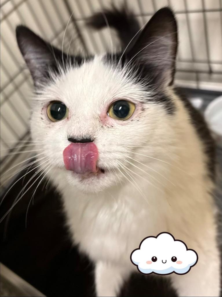 Enlarge Cloud, a Adoptable mixed breed in Fall River, MA image 4/6