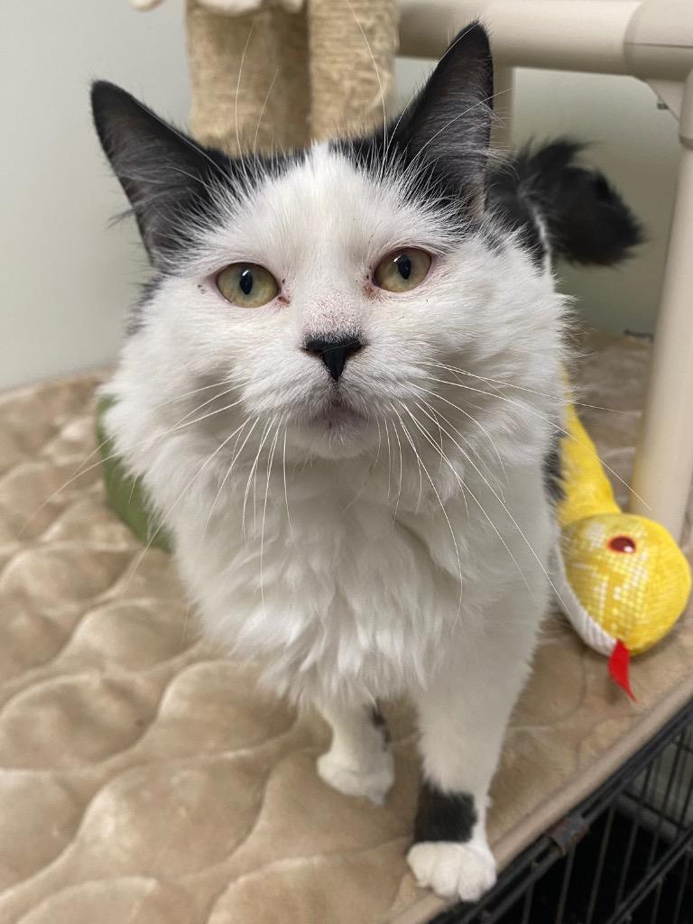 Enlarge Cloud, a Adoptable mixed breed in Fall River, MA image 5/6