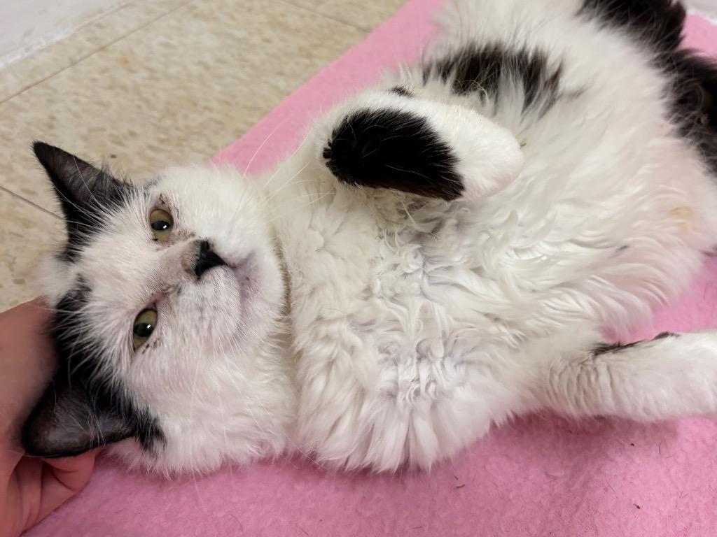 Cloud, a Adoptable mixed breed in Fall River, MA image 4/5
