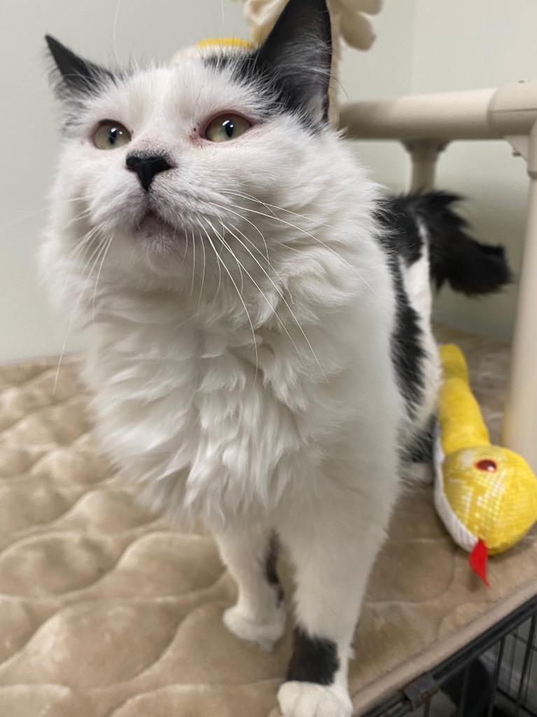 Enlarge Cloud, a Adoptable mixed breed in Fall River, MA image 6/6
