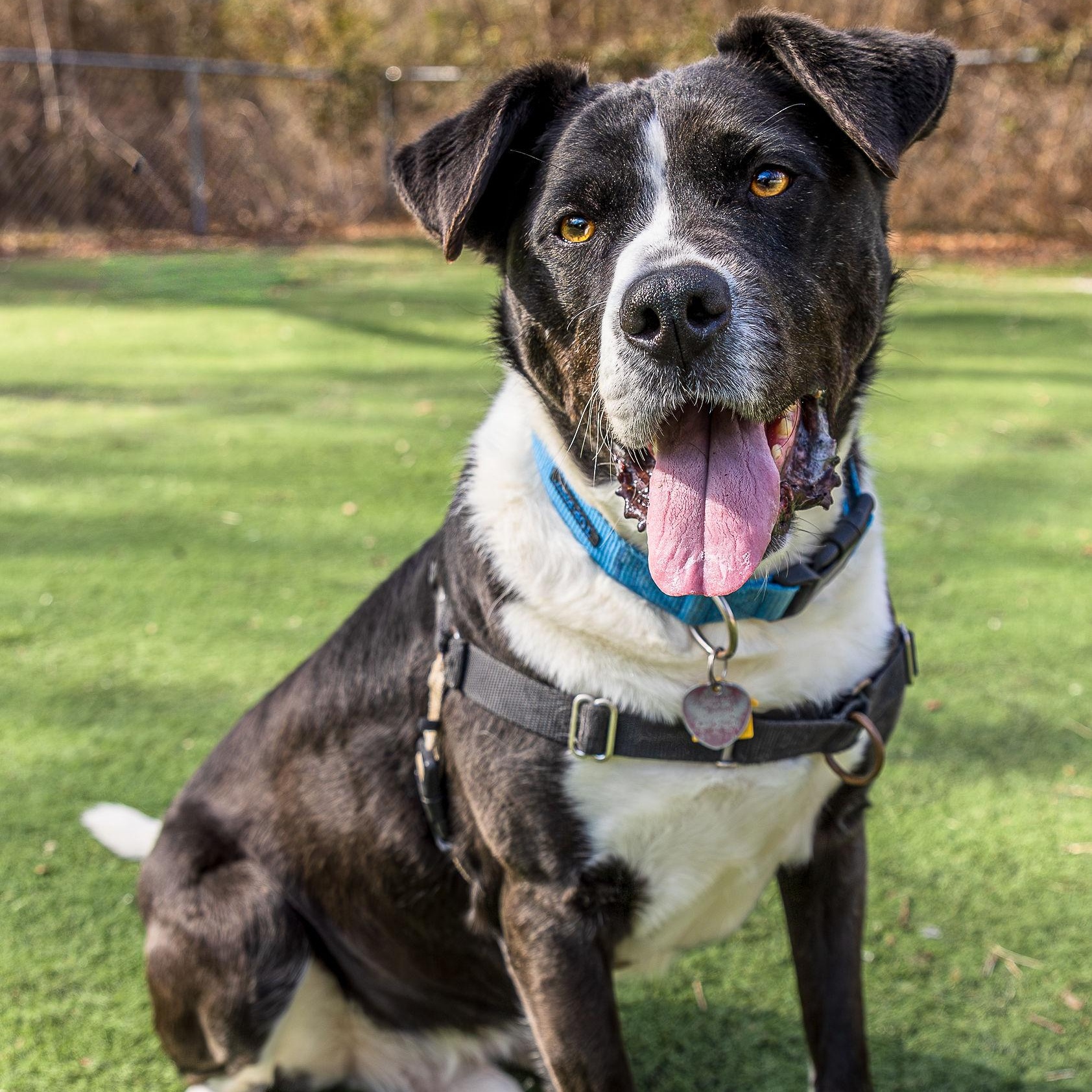 Enlarge Jersey, a ADOPTABLE mixed breed in Ocean View, NJ image 1/6