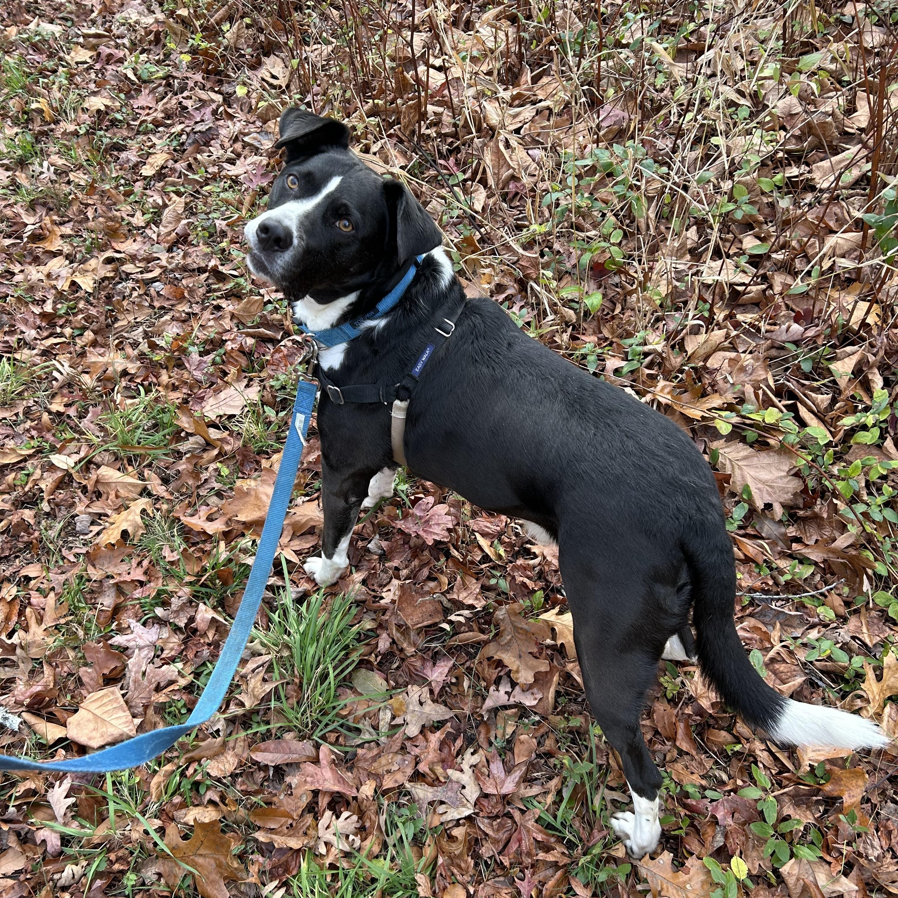 Enlarge Jersey, a ADOPTABLE mixed breed in Ocean View, NJ image 5/6