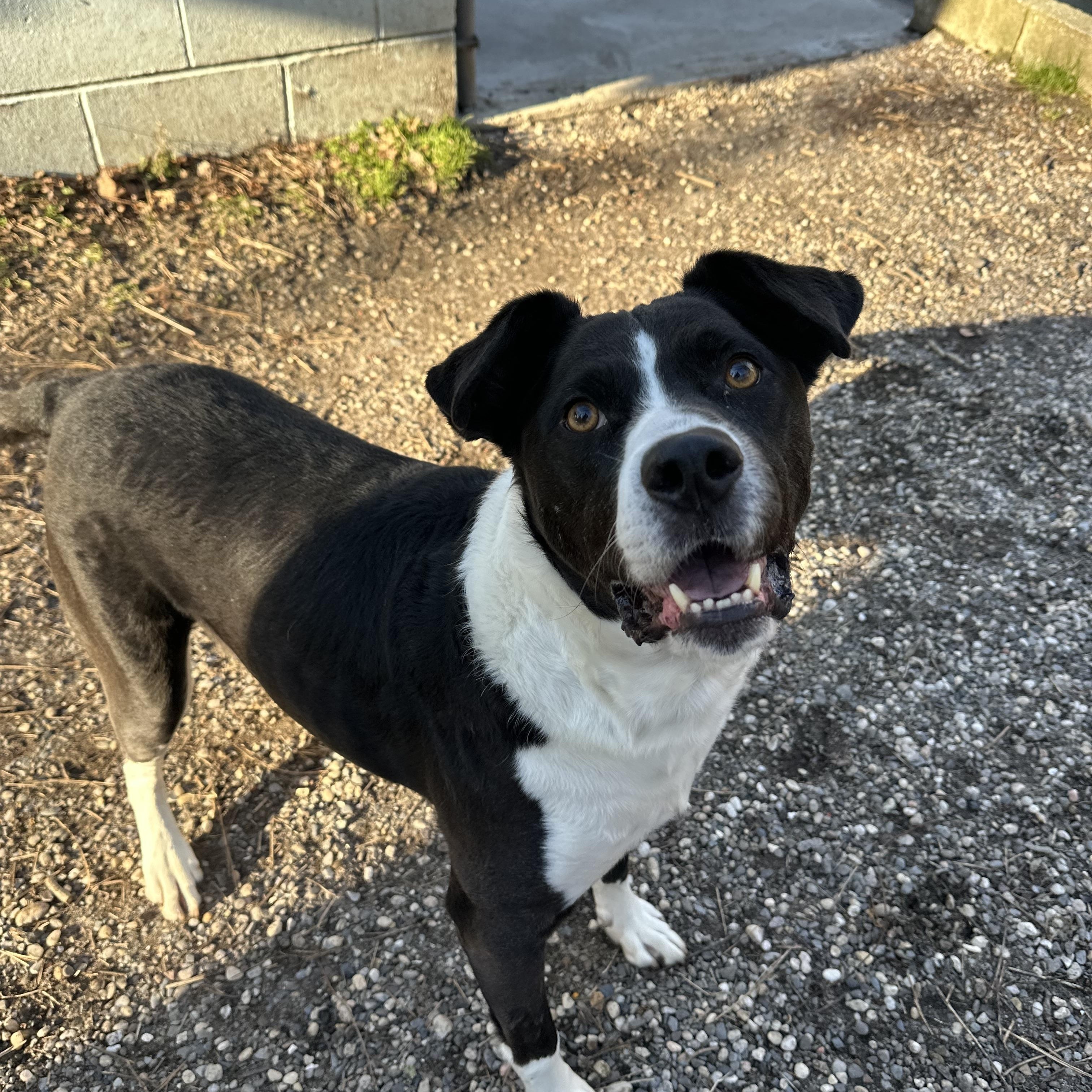 Enlarge Jersey, a ADOPTABLE mixed breed in Ocean View, NJ image 2/6