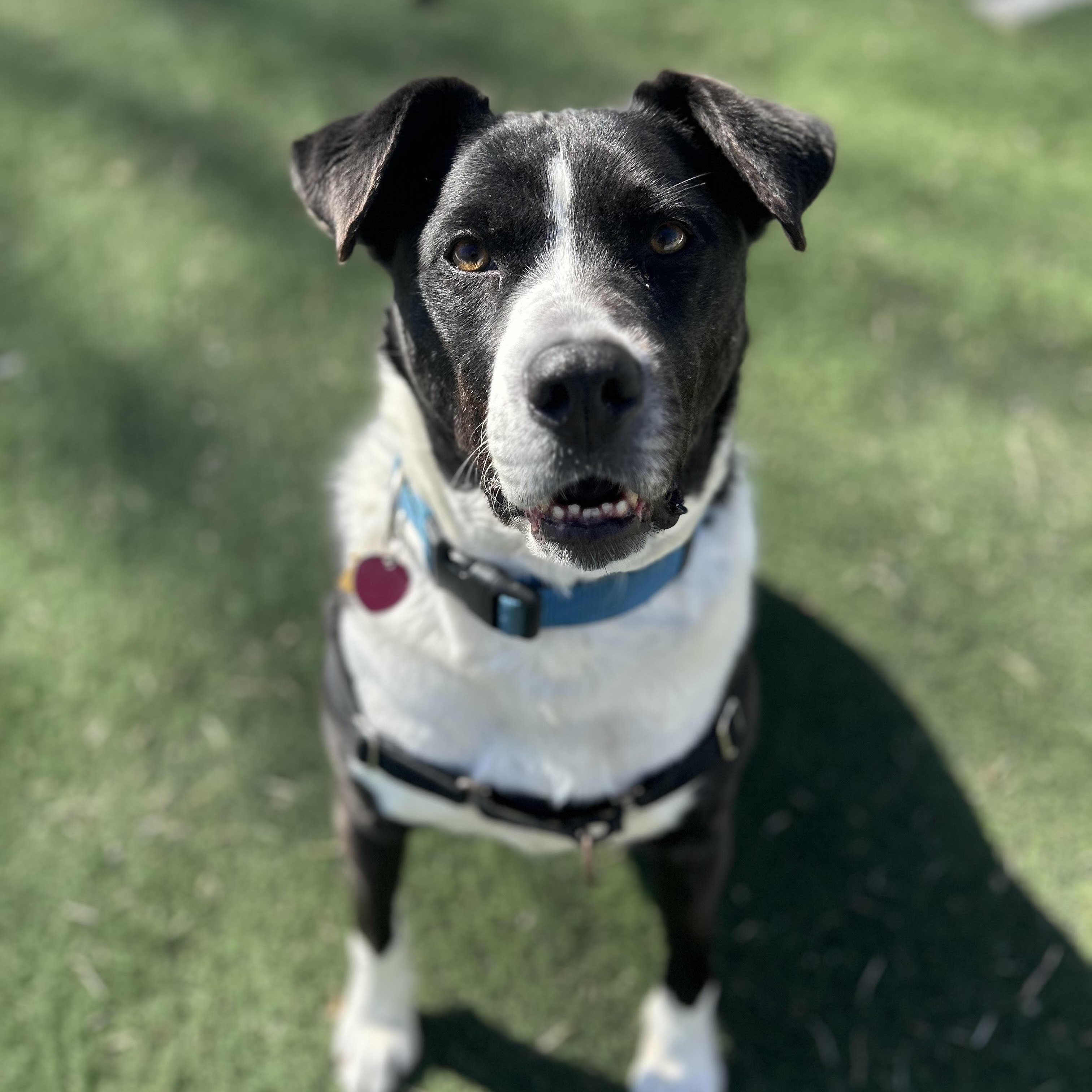 Enlarge Jersey, a ADOPTABLE mixed breed in Ocean View, NJ image 4/6