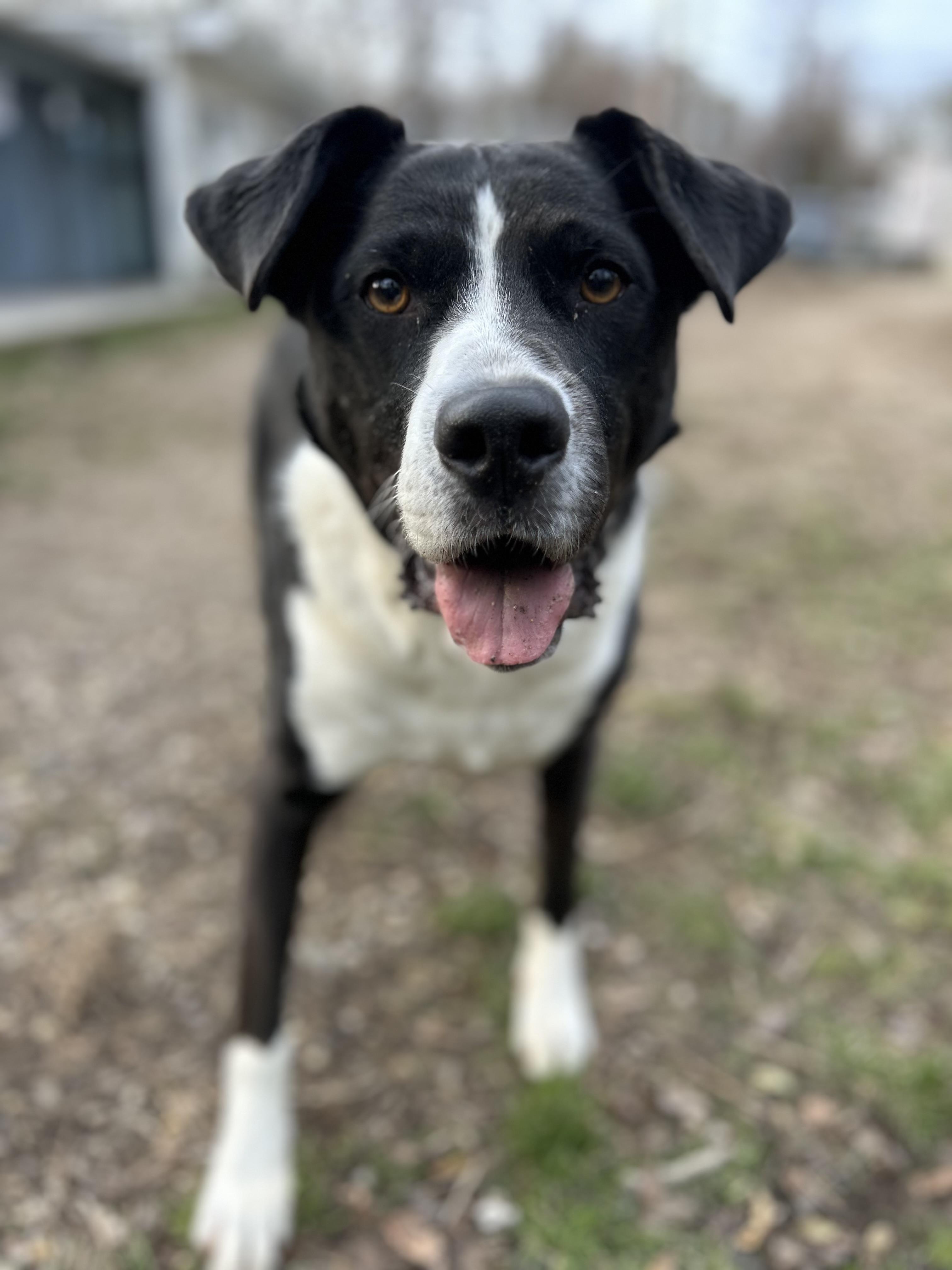 Enlarge Jersey, a ADOPTABLE mixed breed in Ocean View, NJ image 1/6