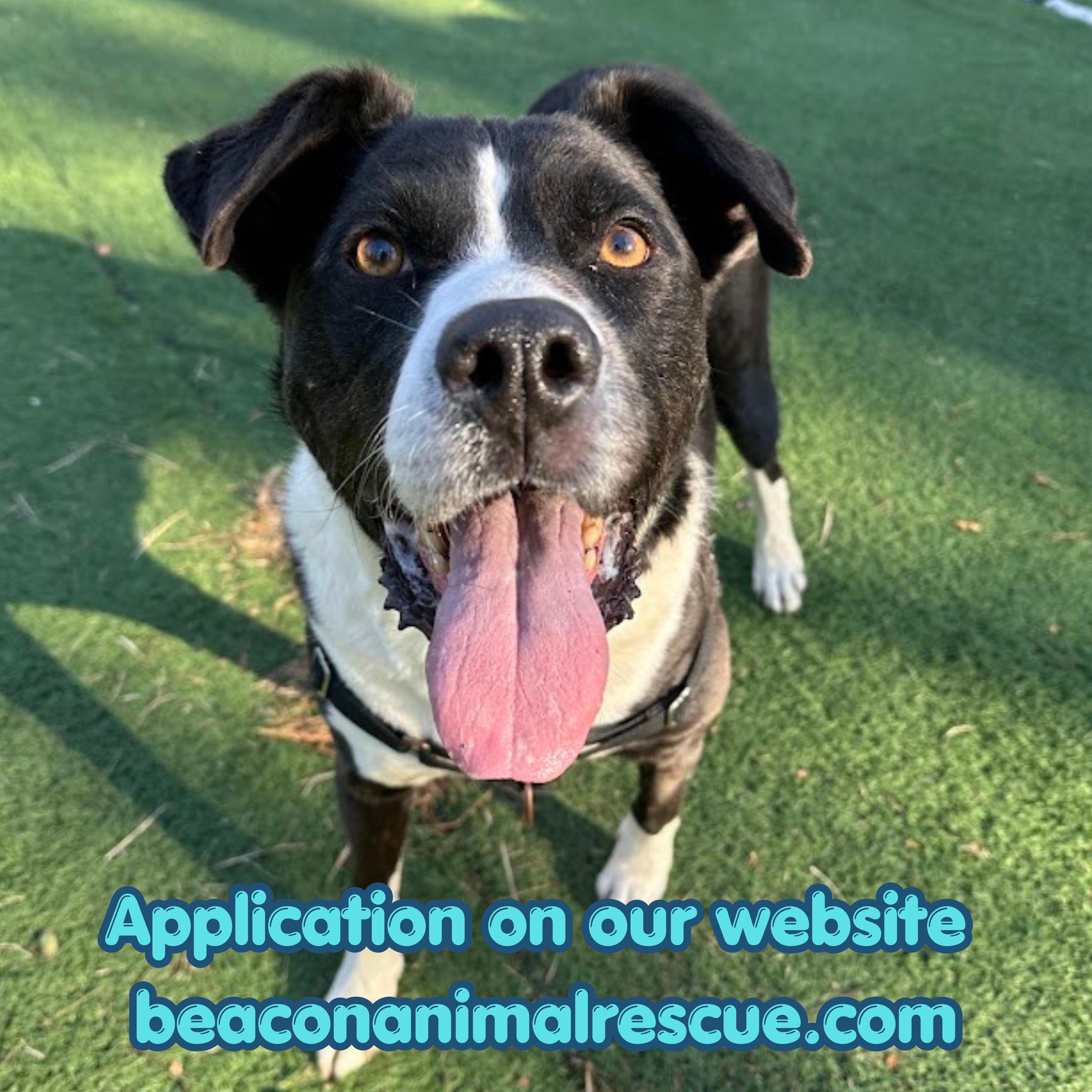Jersey, ADOPTABLE, Senior Male Mixed Breed.