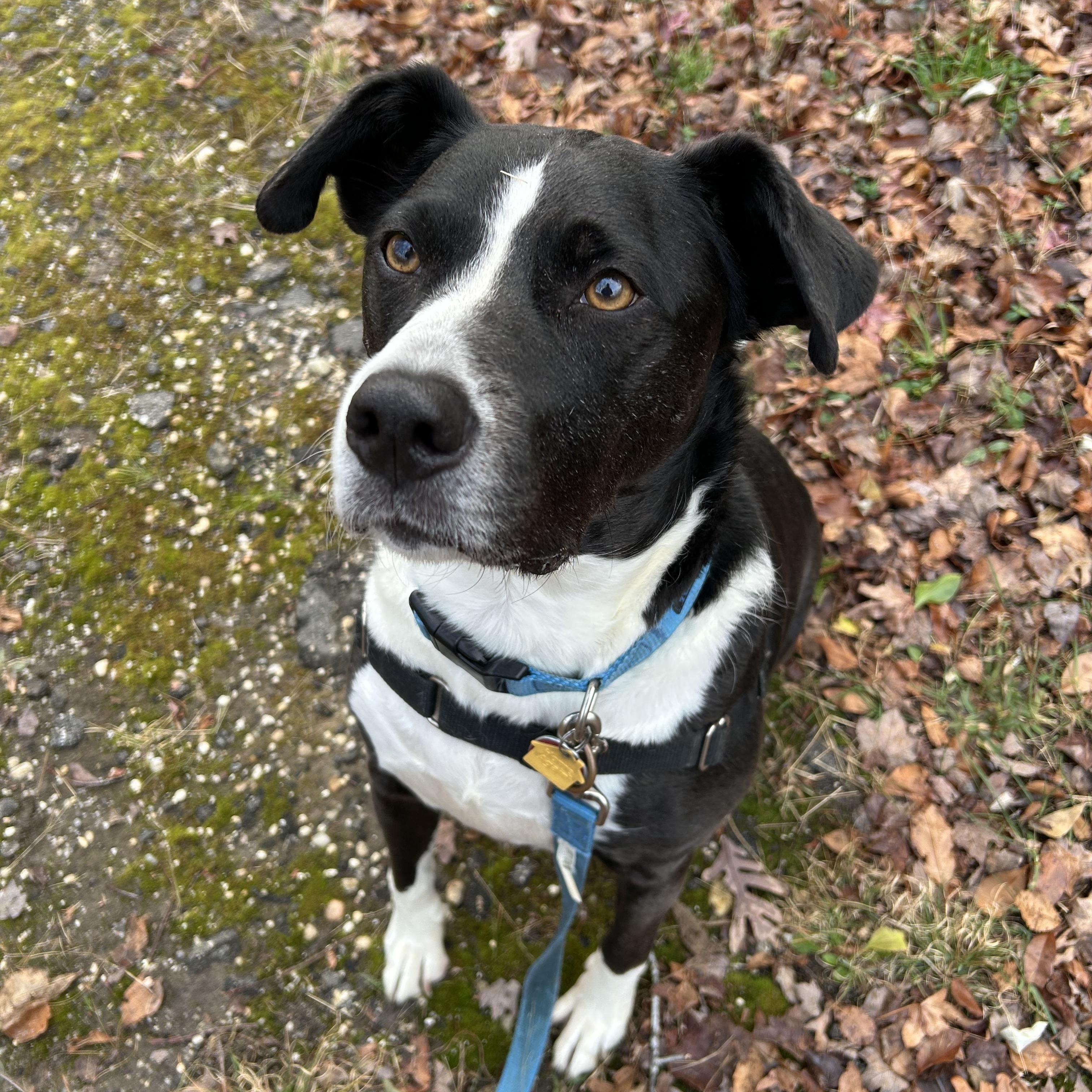 Enlarge Jersey, a ADOPTABLE mixed breed in Ocean View, NJ image 1/6
