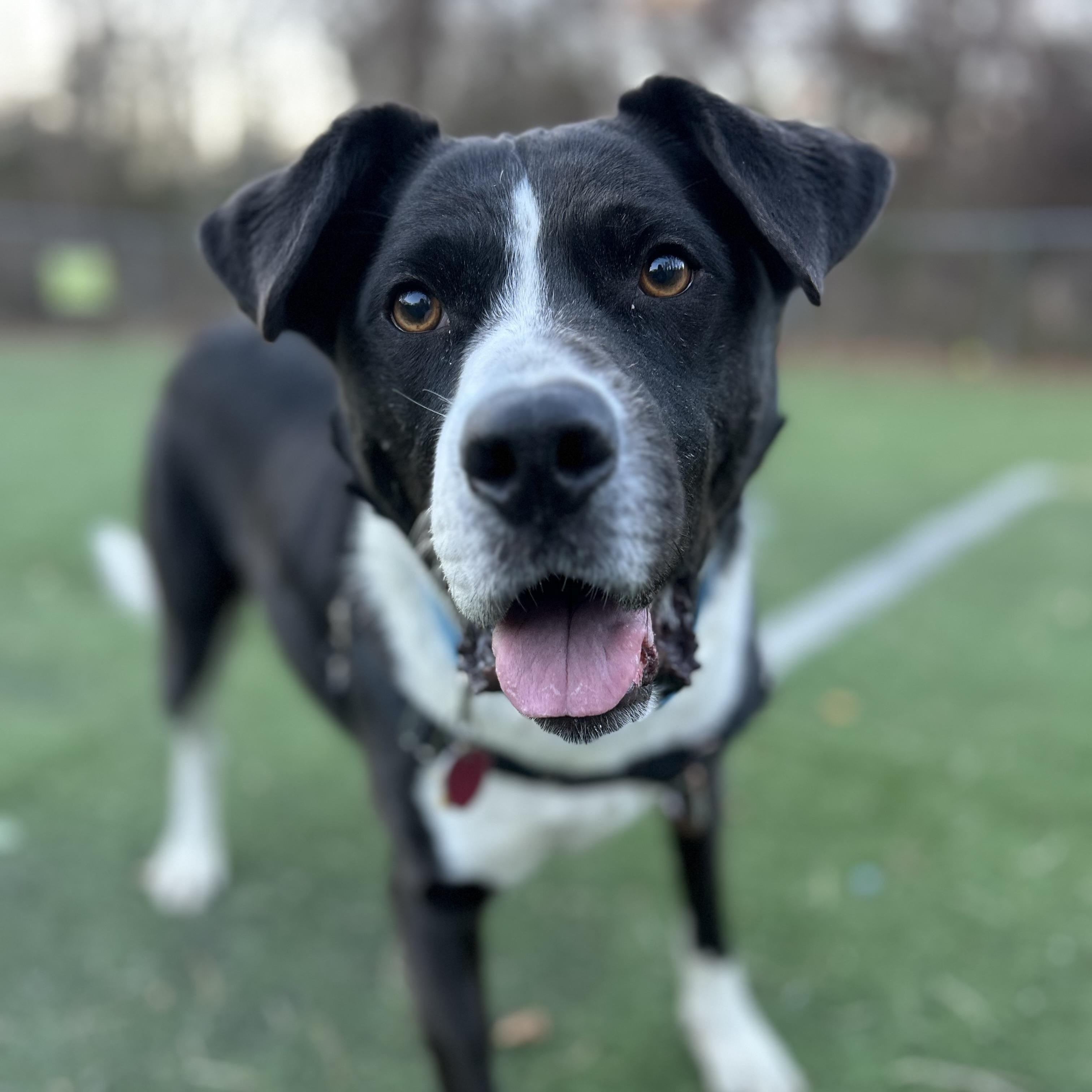 Enlarge Jersey, a ADOPTABLE mixed breed in Ocean View, NJ image 5/6
