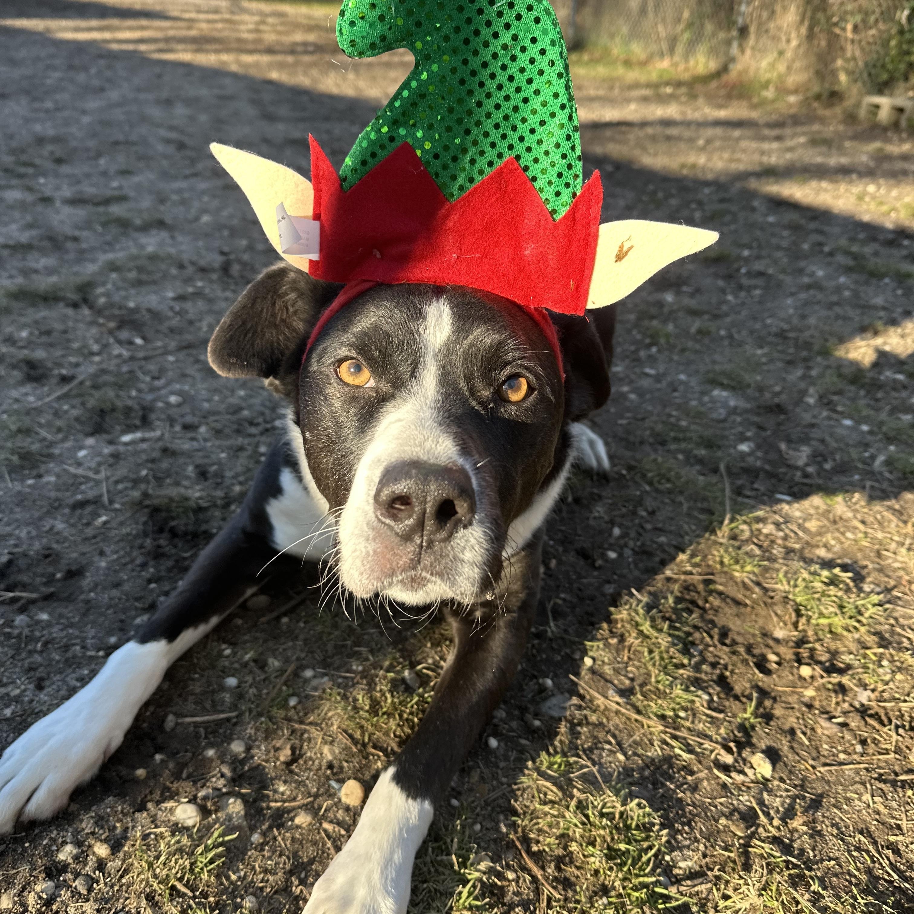Enlarge Jersey, a ADOPTABLE mixed breed in Ocean View, NJ image 6/6