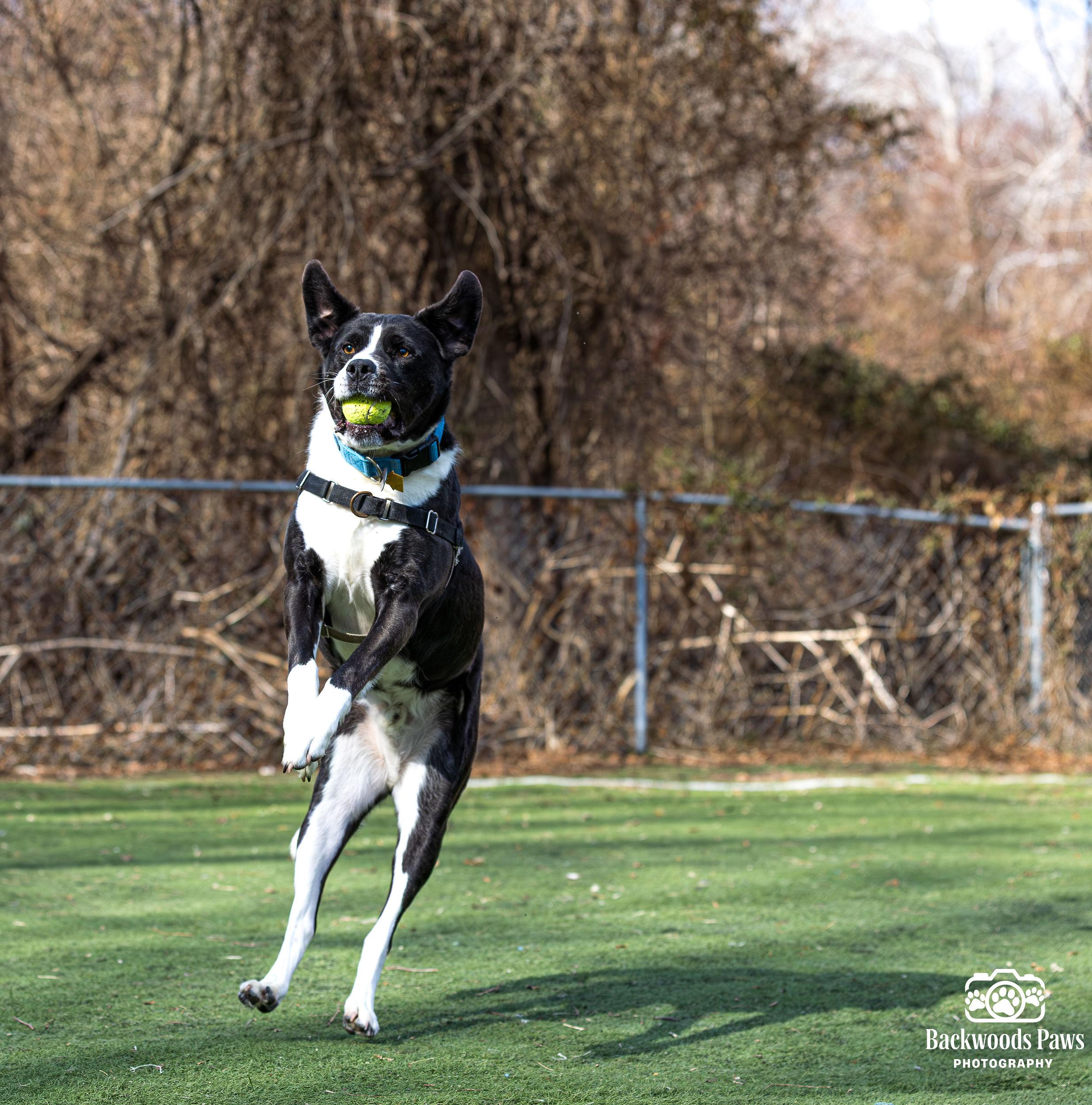 Enlarge Jersey, a ADOPTABLE mixed breed in Ocean View, NJ image 3/6