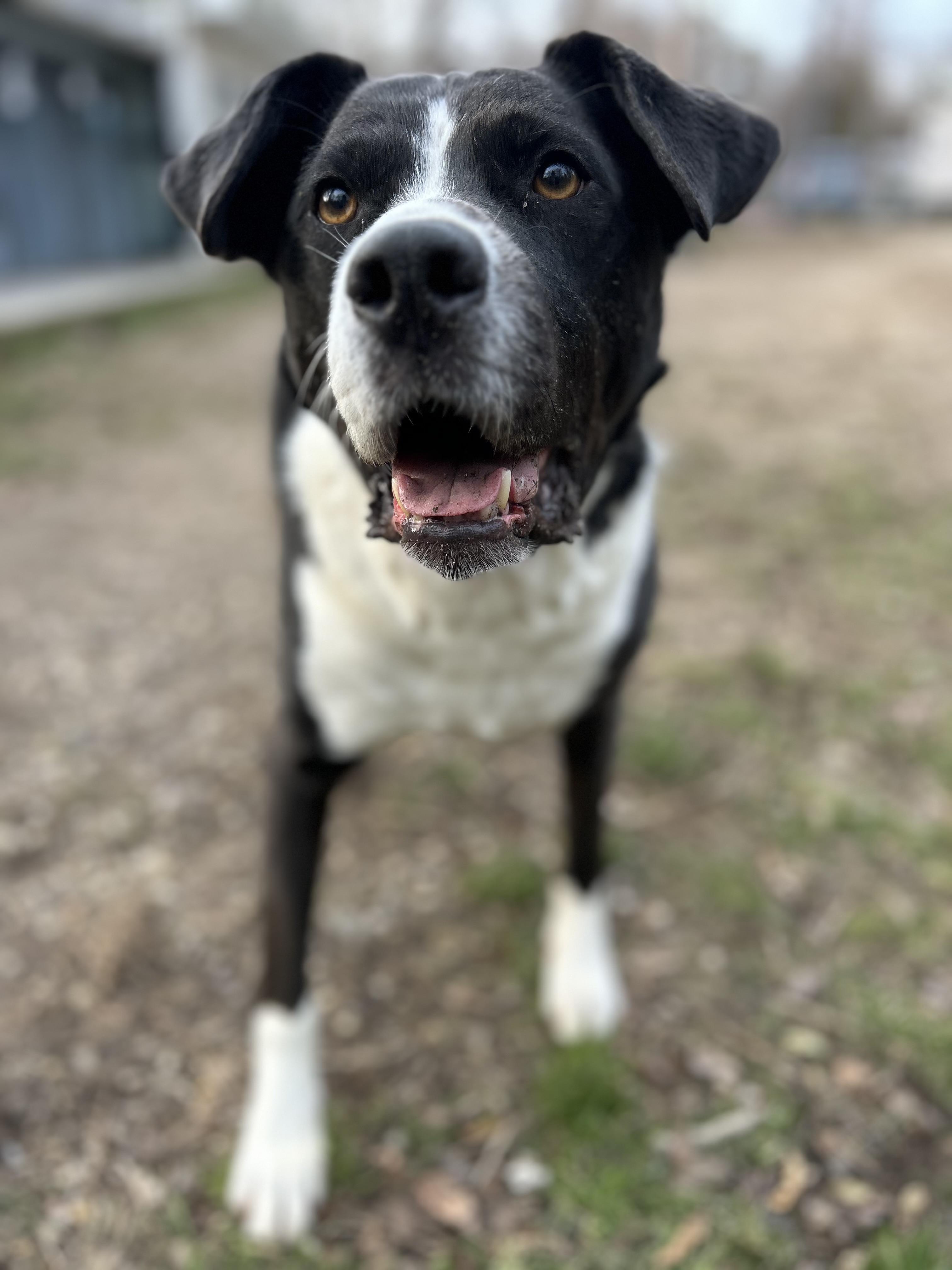 Enlarge Jersey, a ADOPTABLE mixed breed in Ocean View, NJ image 3/6