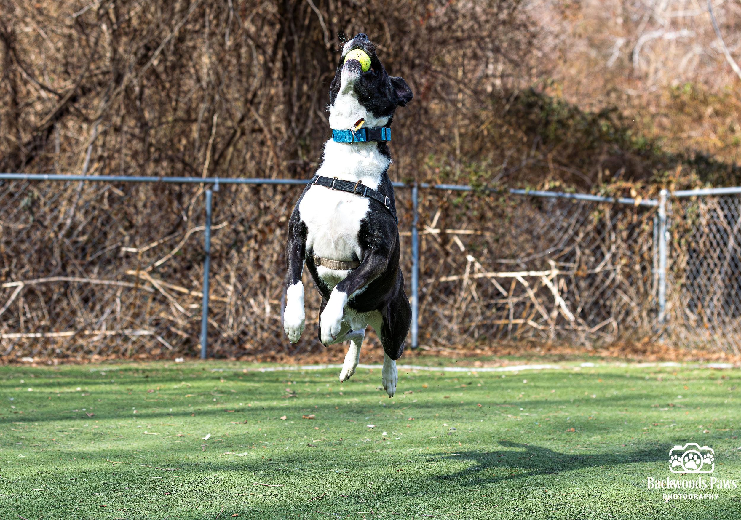 Enlarge Jersey, a ADOPTABLE mixed breed in Ocean View, NJ image 2/6