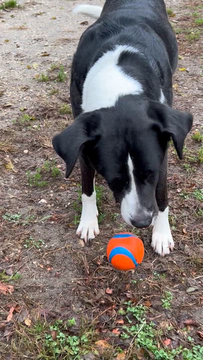 Enlarge Jersey, a ADOPTABLE mixed breed in Ocean View, NJ video 4/6