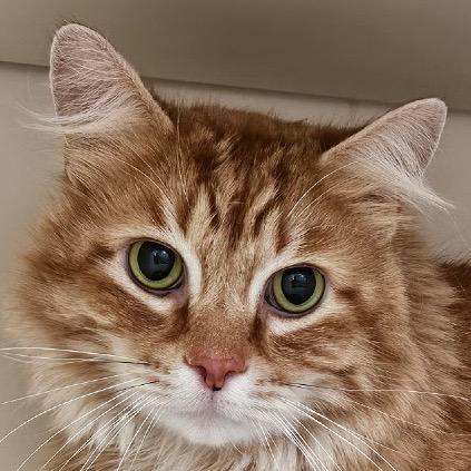 Enlarge Chester, a Adoptable Domestic Long Hair in Idaho Falls, ID image 1/3