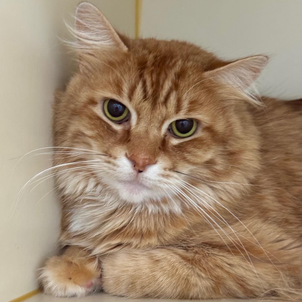 Enlarge Chester, a Adoptable Domestic Long Hair in Idaho Falls, ID image 2/3