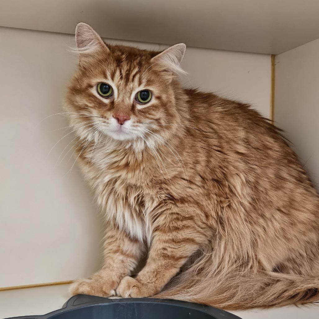 Enlarge Chester, a Adoptable Domestic Long Hair in Idaho Falls, ID image 3/3