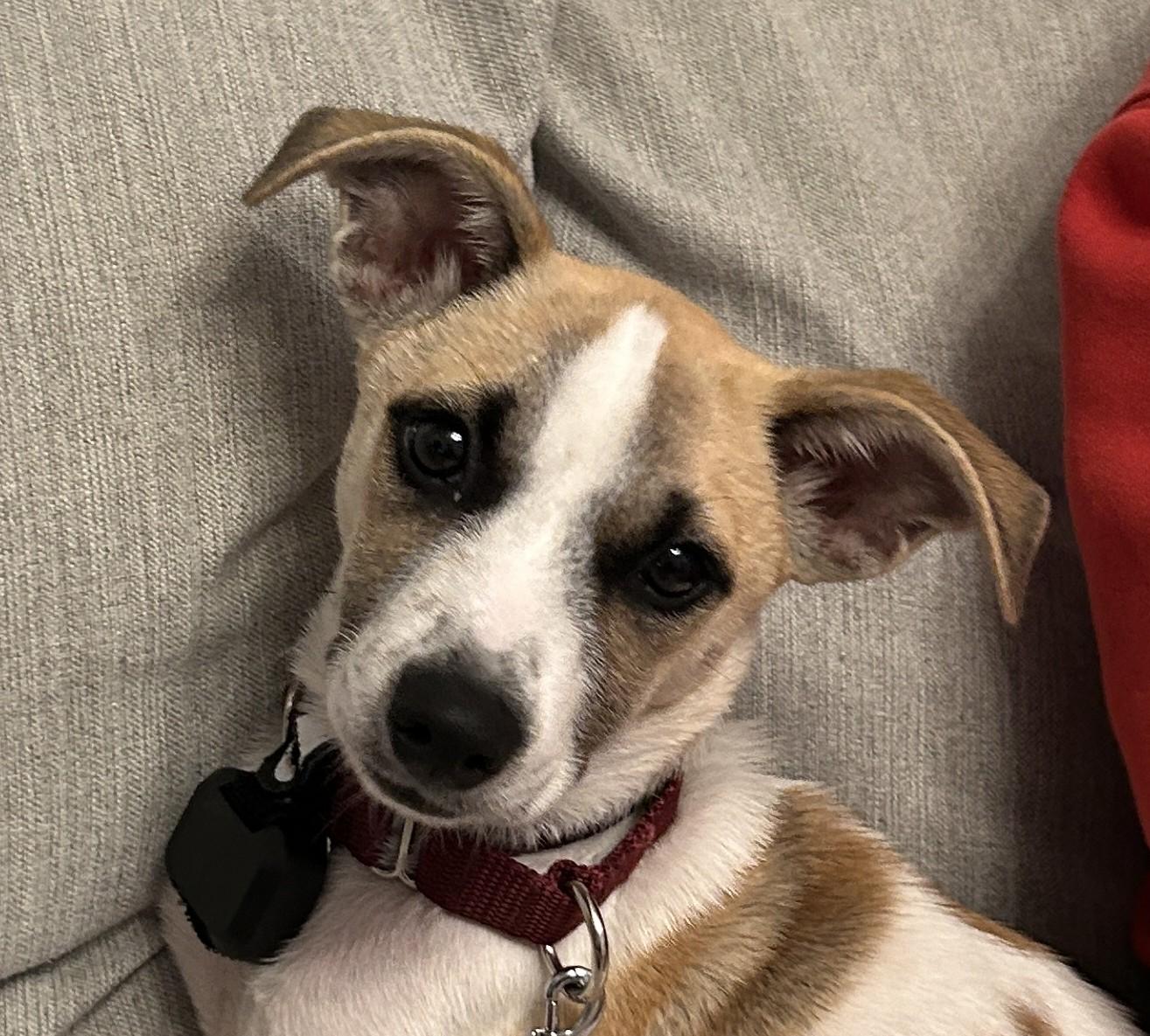 Marla Mars - Local pup, Adoptable, Puppy Female Collie & Jack Russell Terrier.