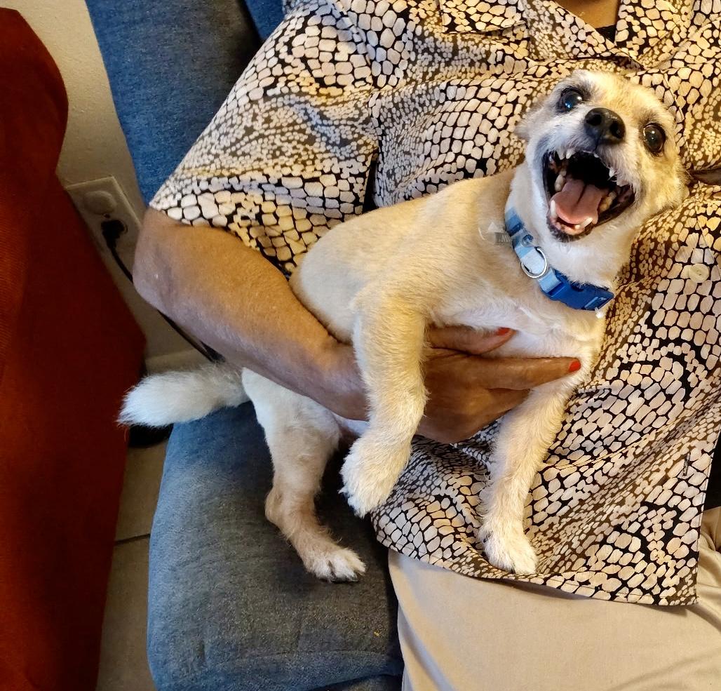 Enlarge Shilom (Scomie), an adopted mixed breed in Norfolk, VA image 2/3