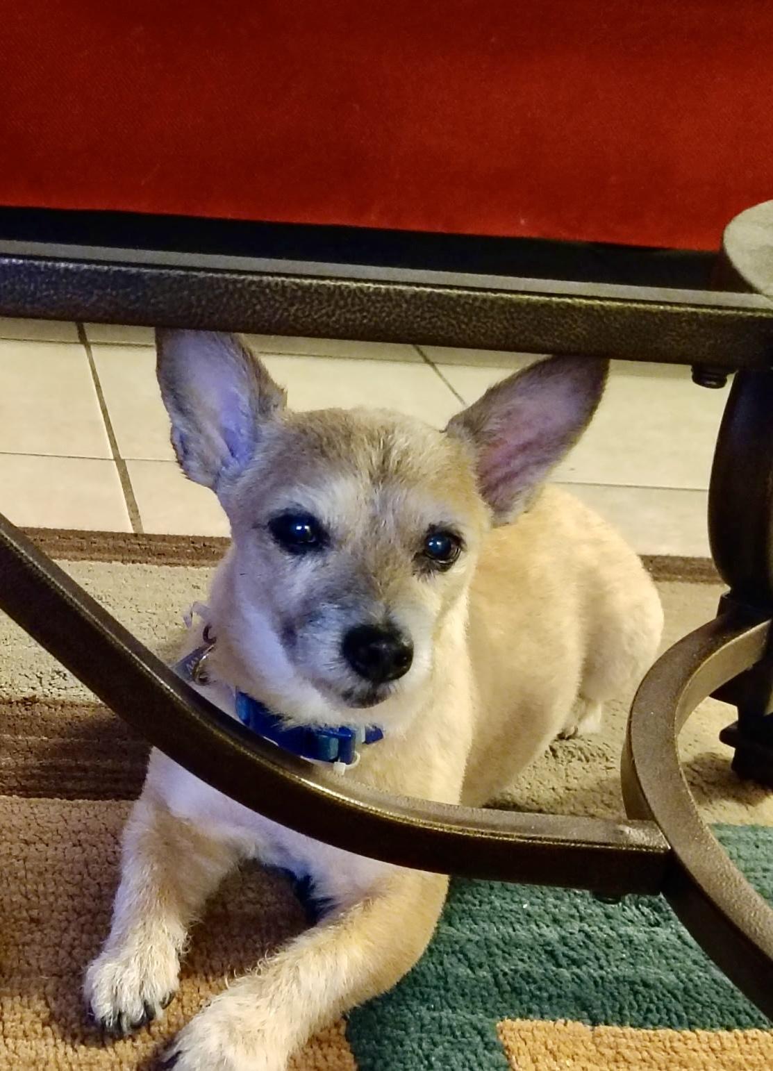 Enlarge Shilom (Scomie), an adopted mixed breed in Norfolk, VA image 1/3