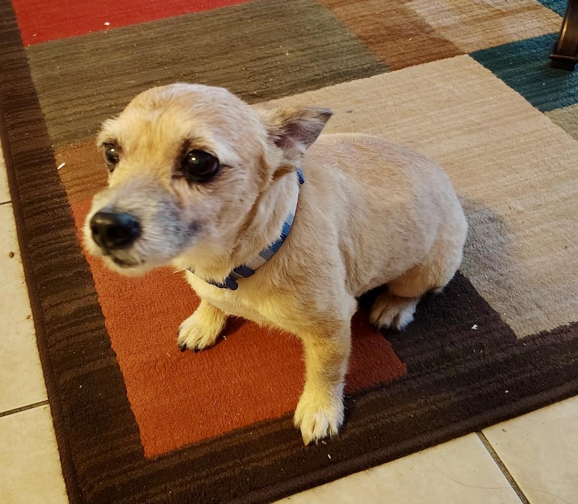 Enlarge Shilom (Scomie), an adopted mixed breed in Norfolk, VA image 3/3