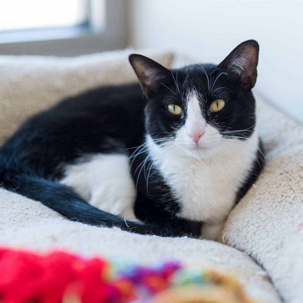 Enlarge Mercury, a Adoptable Domestic Short Hair in Port Washington, NY image 1/3