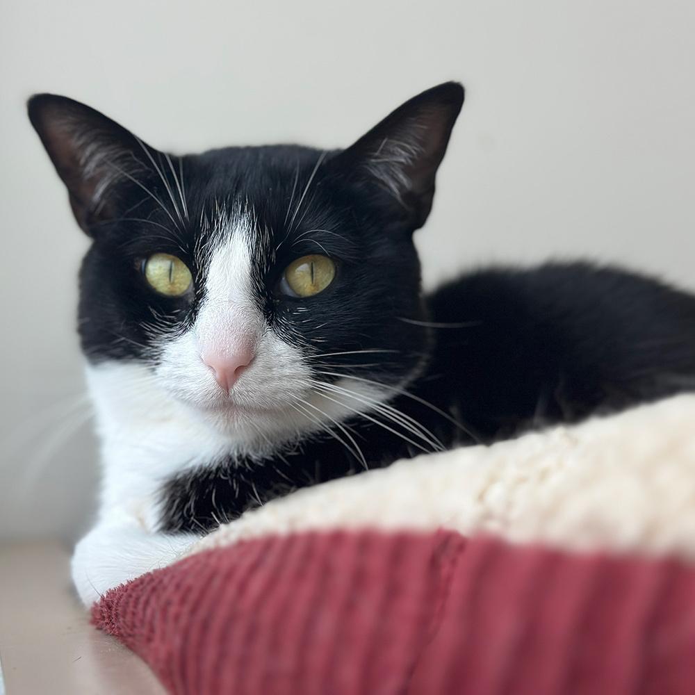 Enlarge Mercury, a Adoptable Domestic Short Hair in Port Washington, NY image 2/3