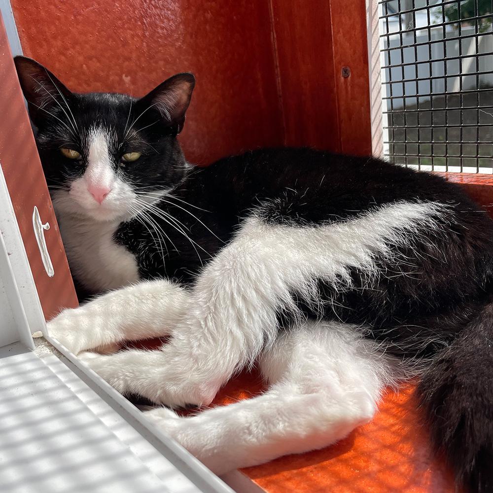 Enlarge Mercury, a Adoptable Domestic Short Hair in Port Washington, NY image 3/3