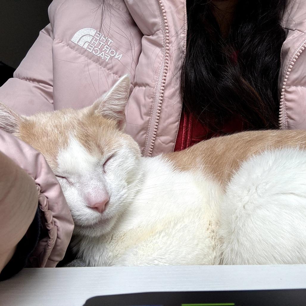 Enlarge Heath, a Adoptable Domestic Short Hair in Evanston, IL image 2/4