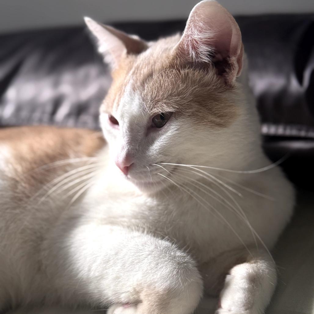 Enlarge Heath, a Adoptable Domestic Short Hair in Evanston, IL image 4/4