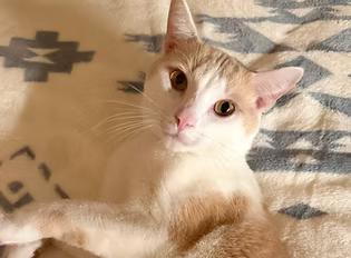 Heath, Adoptable, Adult Male Domestic Short Hair.