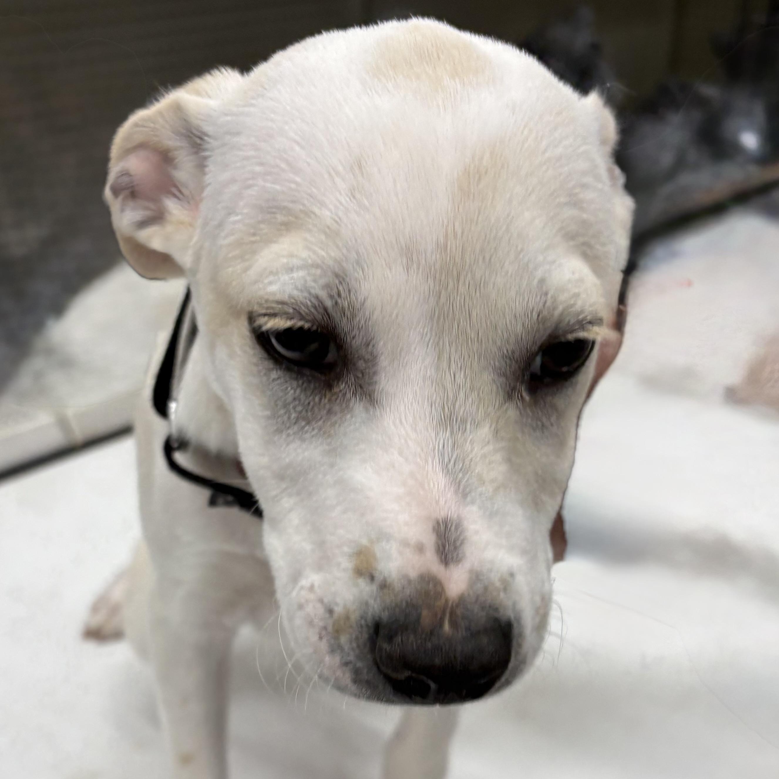 Enlarge Kane, a ADOPTABLE mixed breed in Coldwater, MI image 2/3