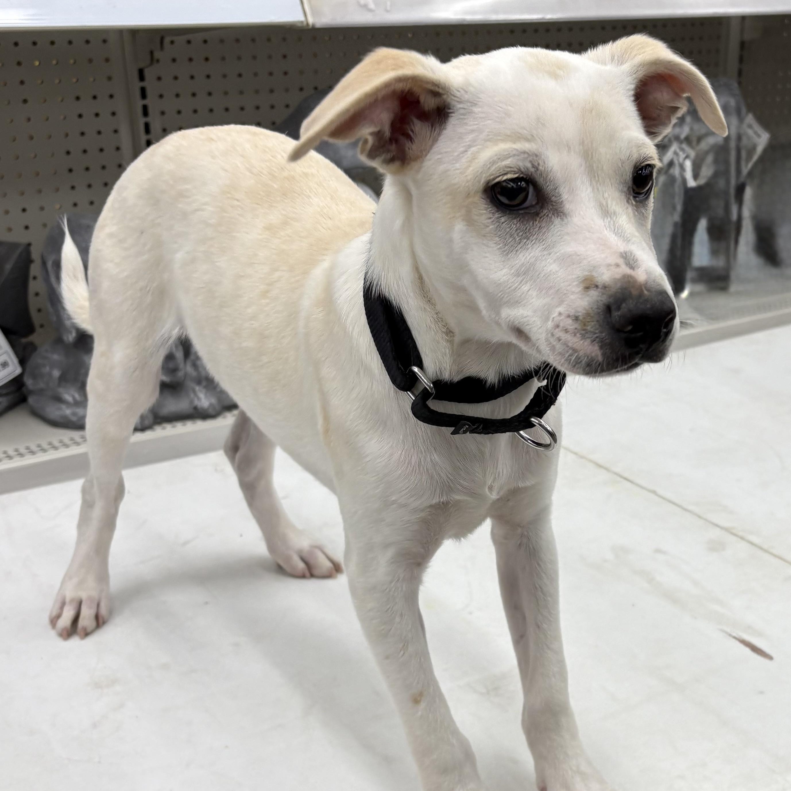 Kane, ADOPTABLE, Young Male Terrier.