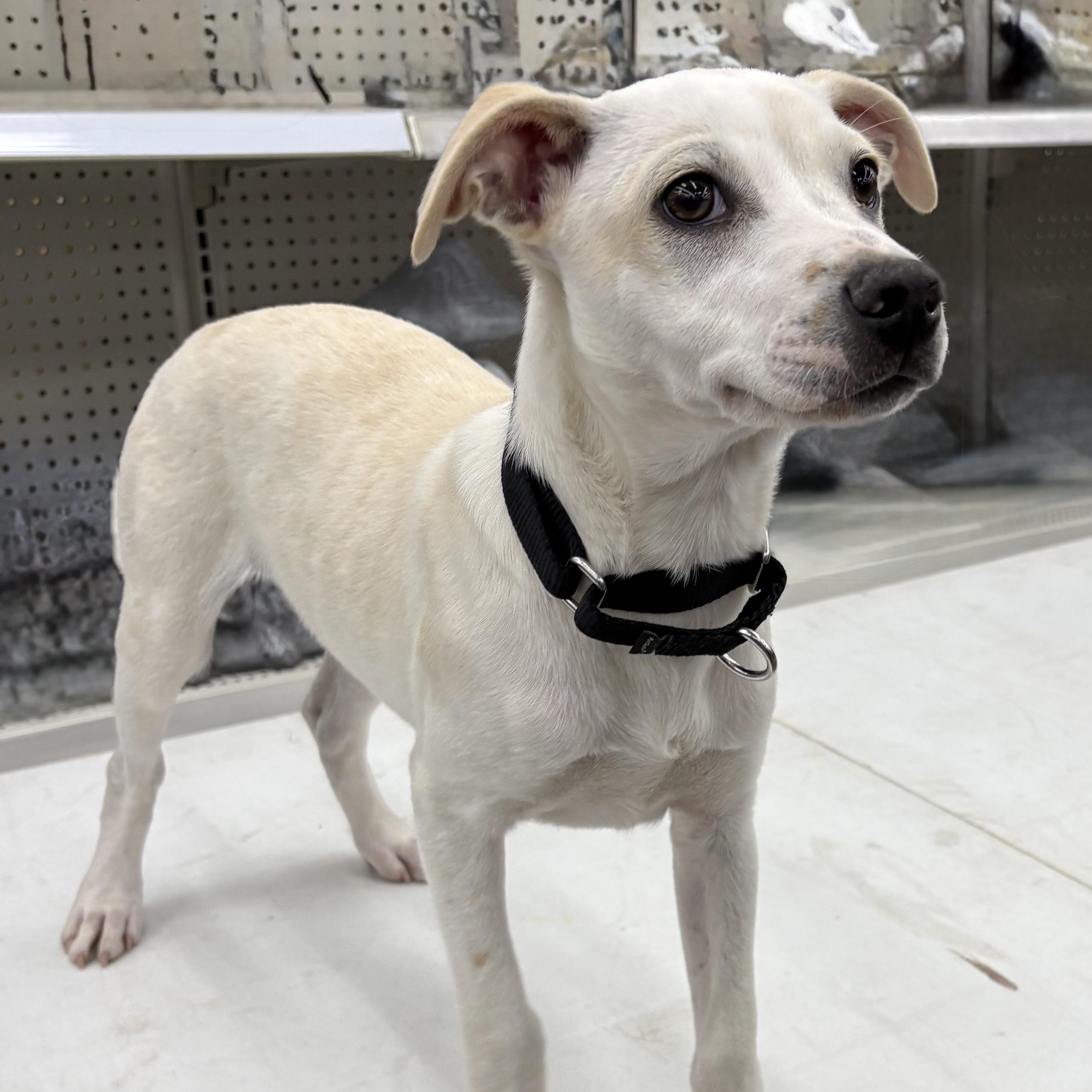 Enlarge Kane, a ADOPTABLE mixed breed in Coldwater, MI image 3/3