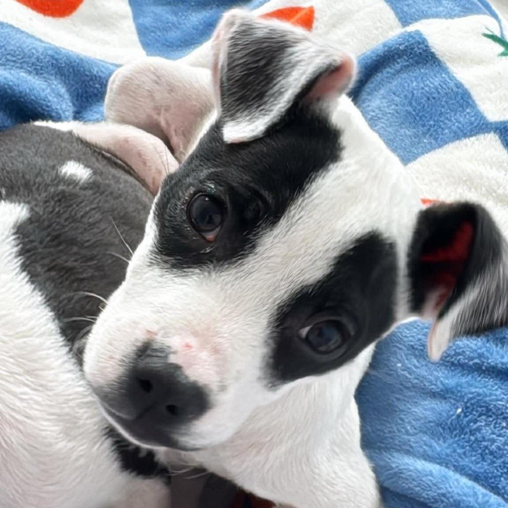 Enlarge Emmie, a Adoptable mixed breed in Griswold, CT image 2/6