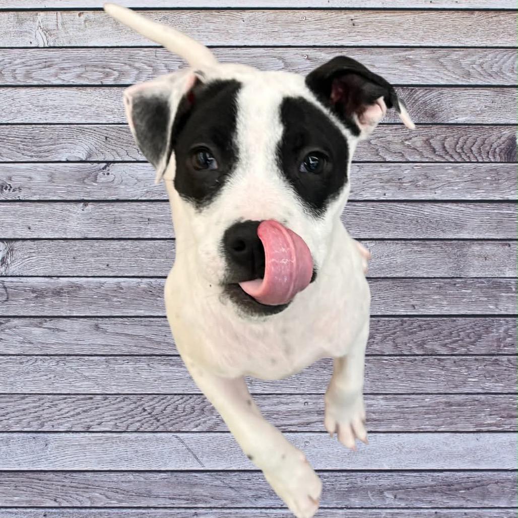Enlarge Emmie, a Adoptable mixed breed in Griswold, CT image 4/6