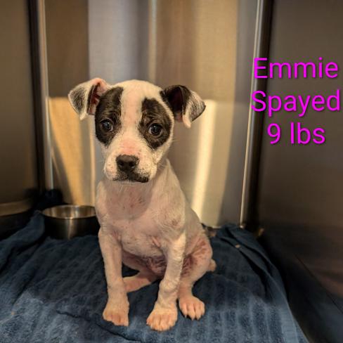 Enlarge Emmie, a Adoptable mixed breed in Griswold, CT image 6/6