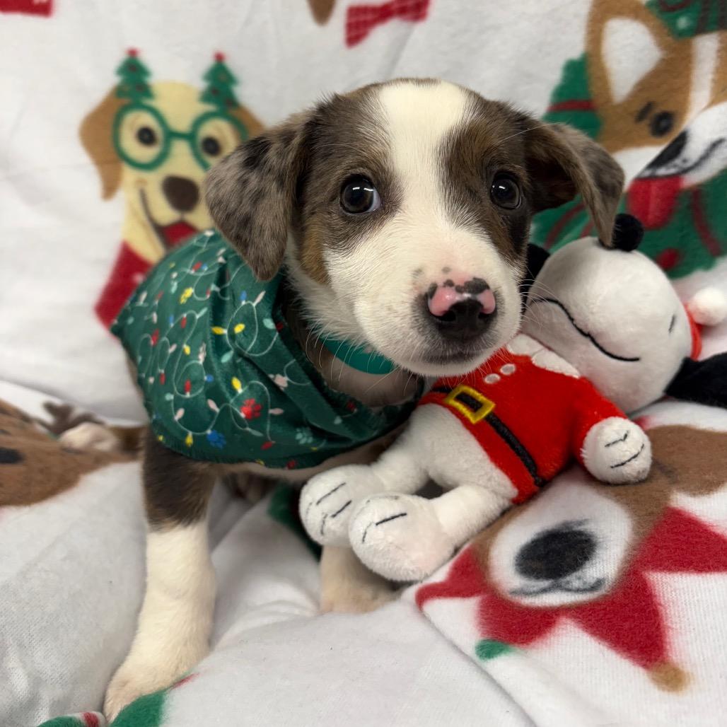 Holly, Adoptable, Puppy Female Dachshund & Mixed Breed.