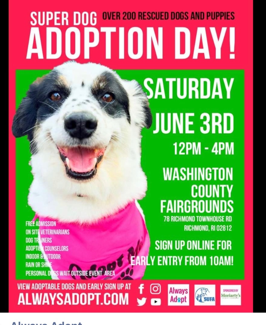 Mary Kate, Adopted, Puppy Female Yorkshire Terrier.