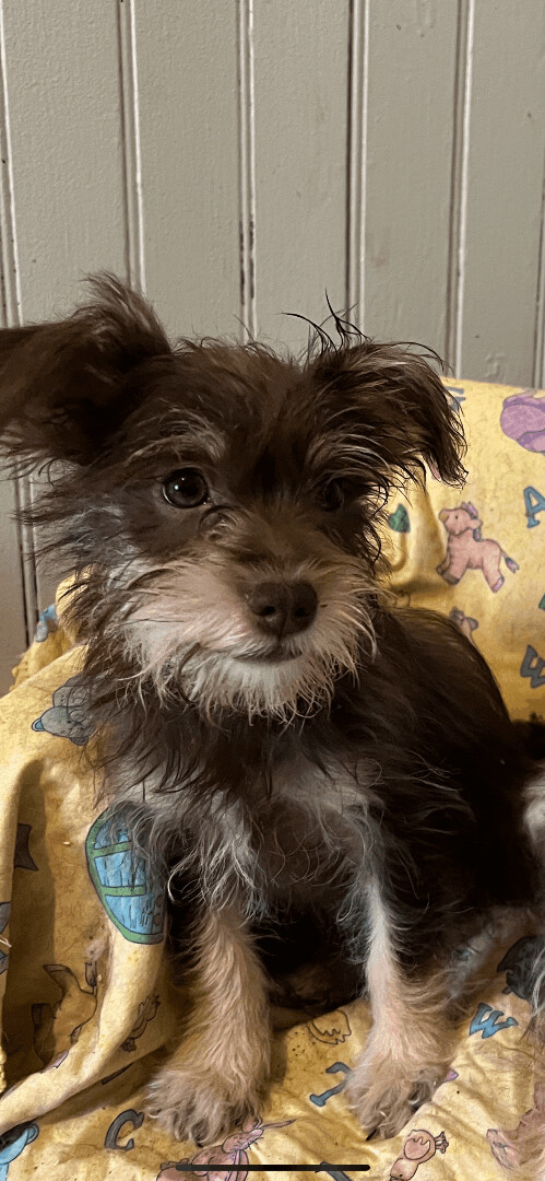 Mary Kate, a Adopted mixed breed in Westerly, RI image 2/5